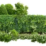 Tree & Shrub Care Birmingham