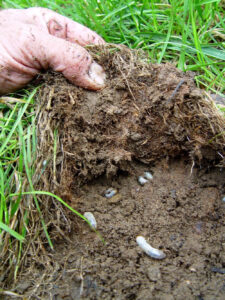 Alabama Grubs