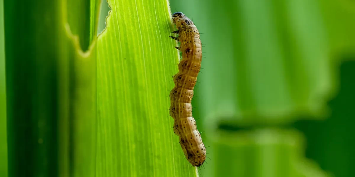 Army Worms in Grass