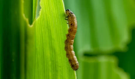 Army Worms in Grass