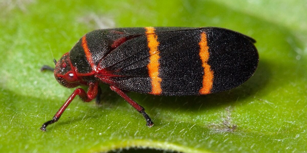 Spittle Bugs