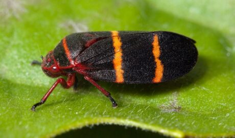 Spittle Bugs