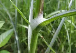 a white bubble on a plant