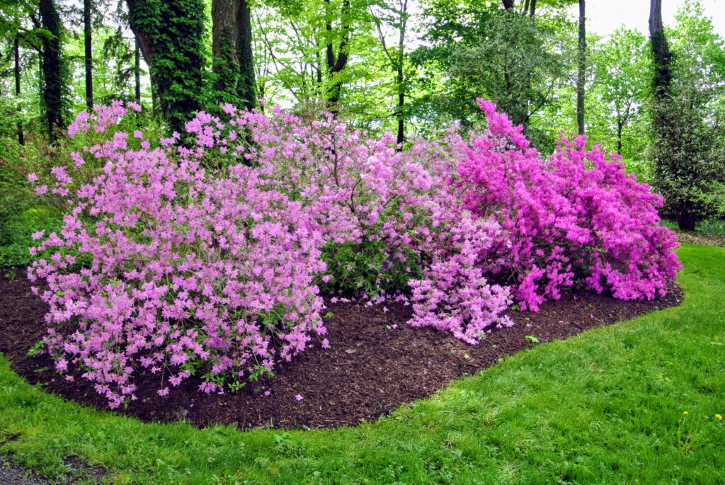 The Proper Care Of Azaleas: A Year-Round Guide For Healthy Blooms