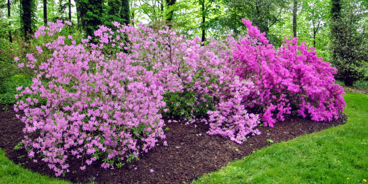 Proper Care of Azaleas