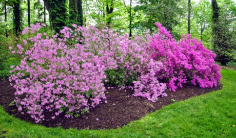 Proper Care of Azaleas