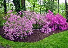 Proper Care of Azaleas