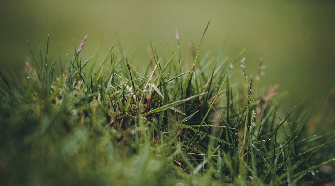 featured image 1771272085